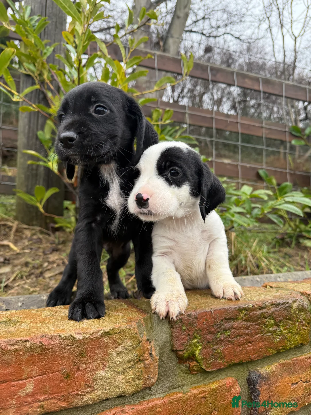 Mixed Breed dogs for sale: CockerJacks Cocker Spaniel /Jack Russell MALE pups - Advert 1
