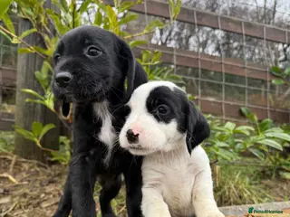Mixed Breed dogs CockerJacks Cocker Spaniel /Jack Russell MALE pups - Advert 2