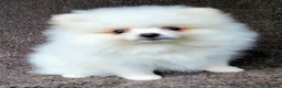 Pomeranian dogs for sale: Pom pupie girl with Kc reg , pedigree for sale - Advert 5