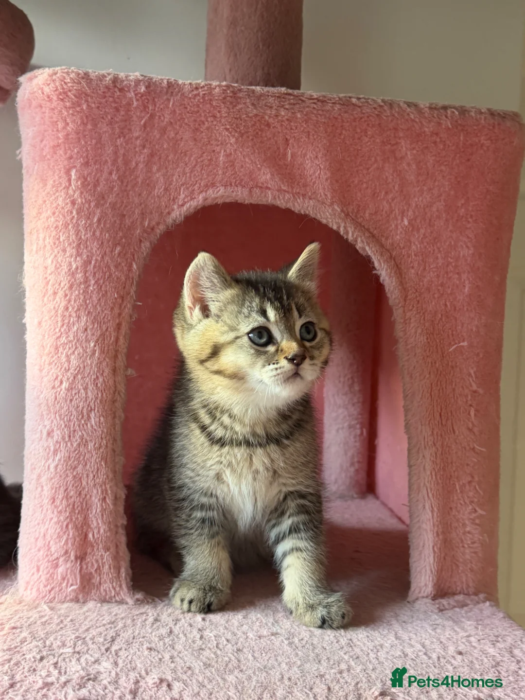 British Shorthair cats for sale: looking for a new home !!!!!!!!! Ready to collect  - Advert 2