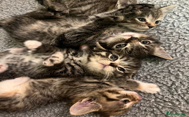 Mixed Breed cats Adorable mixed breed kittens  - Advert 1