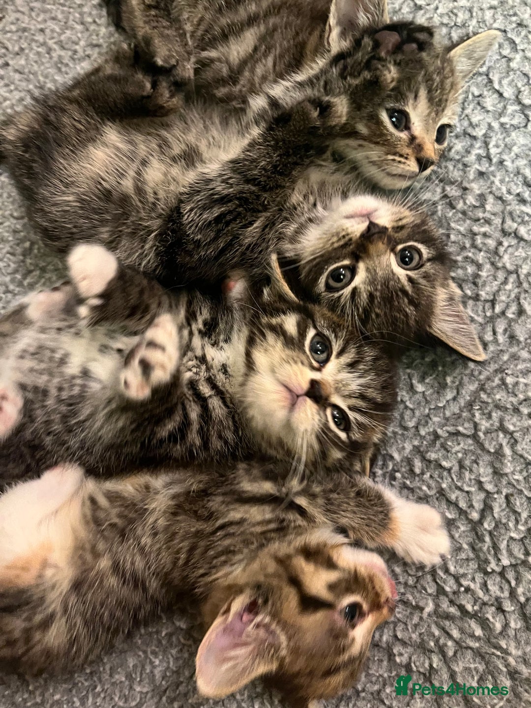 Mixed Breed cats for sale: Adorable mixed breed kittens  - Advert 1