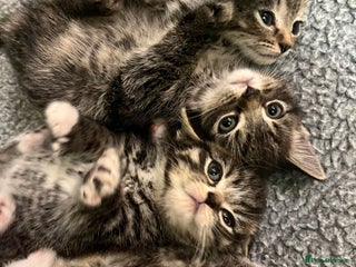 Mixed Breed cats for sale: Adorable mixed breed kittens - Advert 1