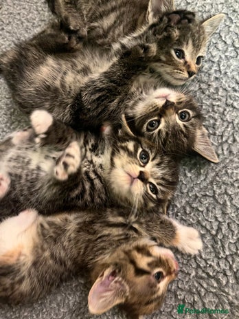 Mixed Breed cats Adorable mixed breed kittens - Advert 1