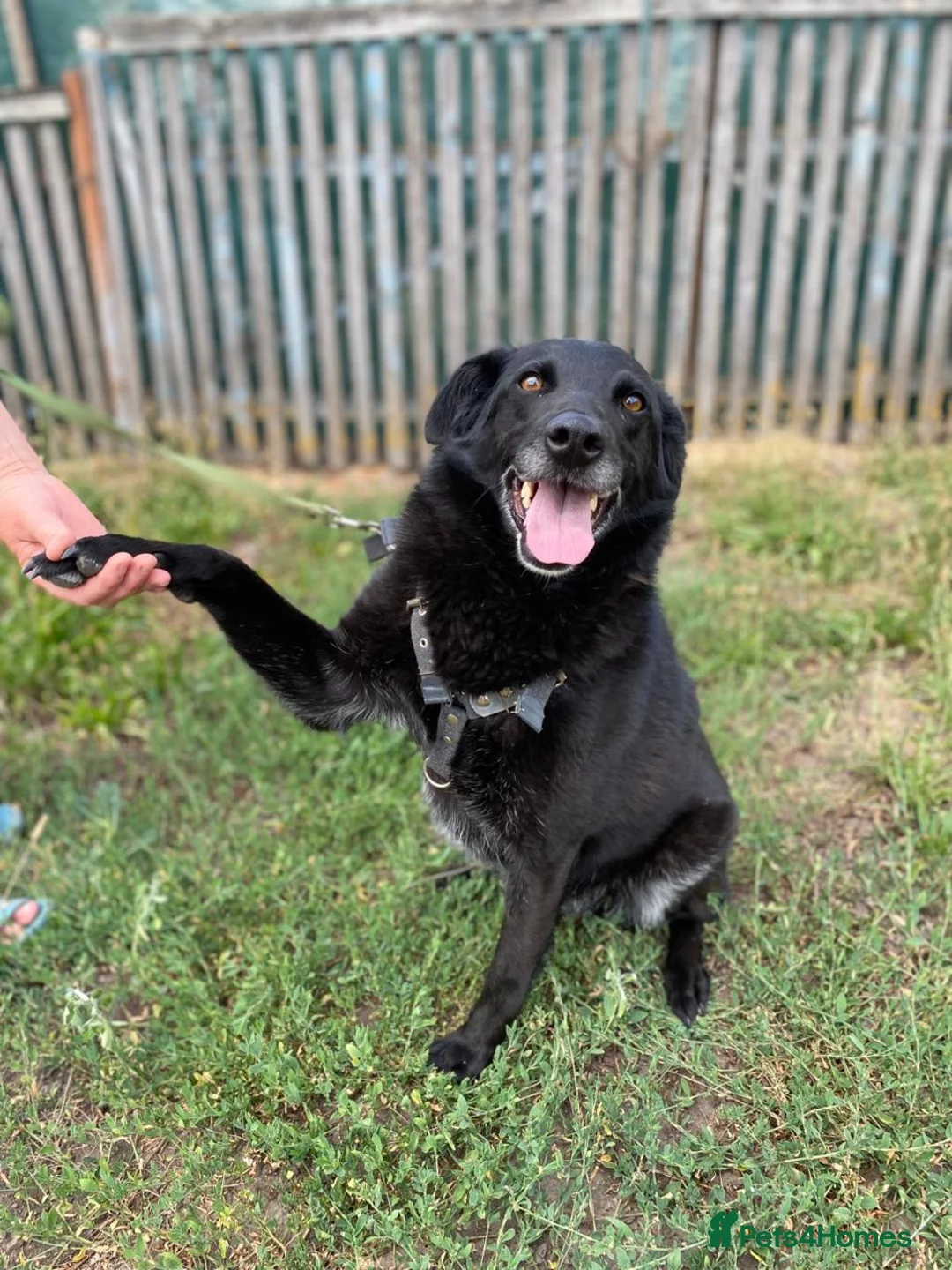 Mixed Breed dogs for adoption: ❤️🐶 NORA: CLEVER, LOVING WITH PERFECT HOME SKILLS - Advert 1