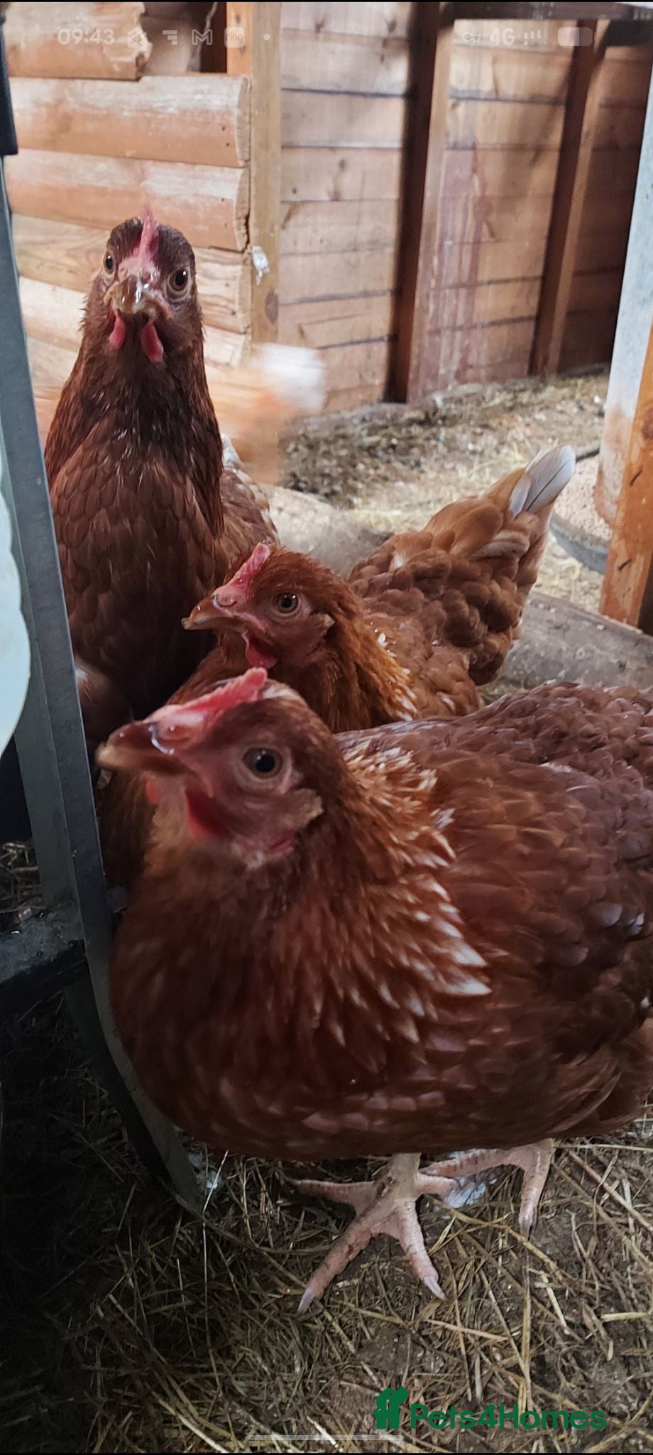 Chickens poultry POL Hybrid Chickens - Advert 1