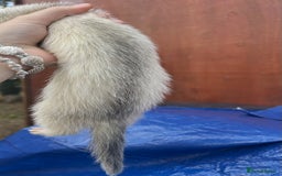 Ferret rodents for sale: Silver Jill - Image 4
