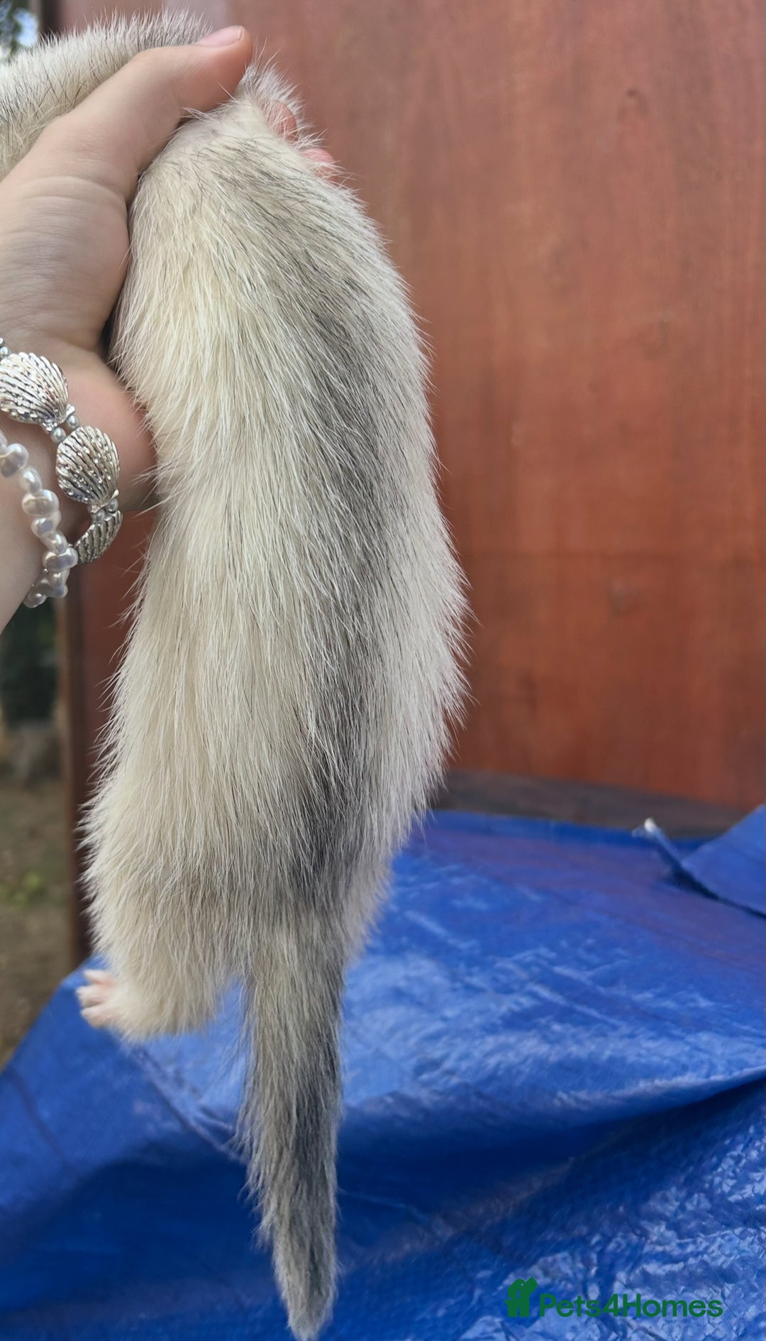 Ferret rodents for sale: Silver Jill - Image 4
