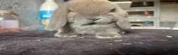 Mini Lop rabbits for sale: Mini lop - Advert 3