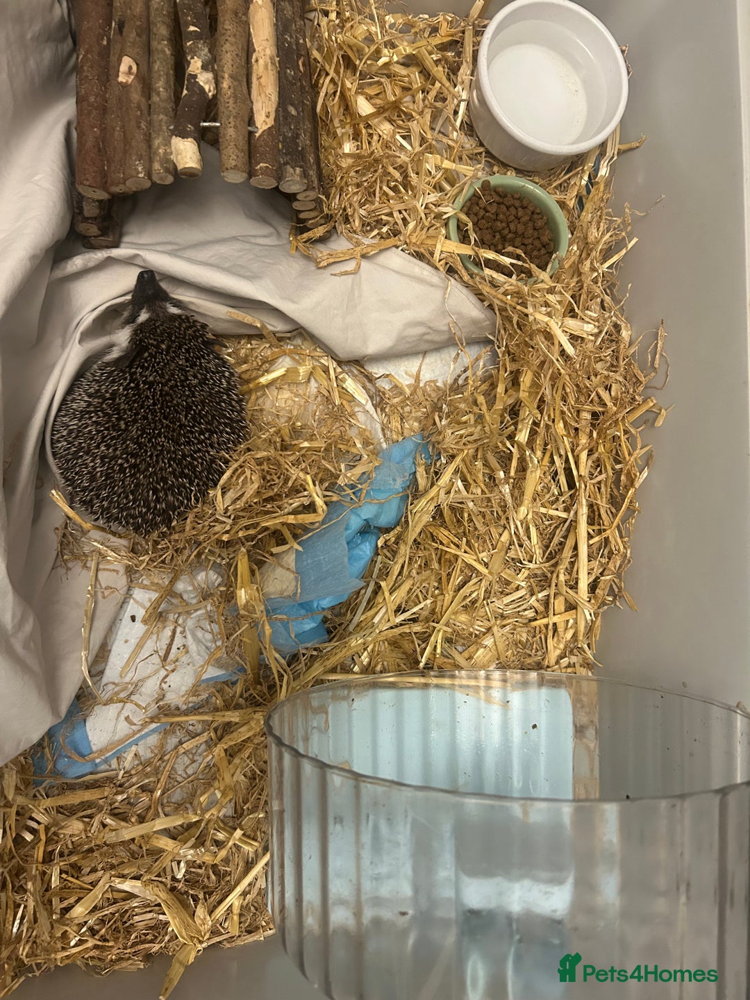 Pygmy Hedgehog rodents for sale: 1 year old Pygmy hedgehog - Image 3