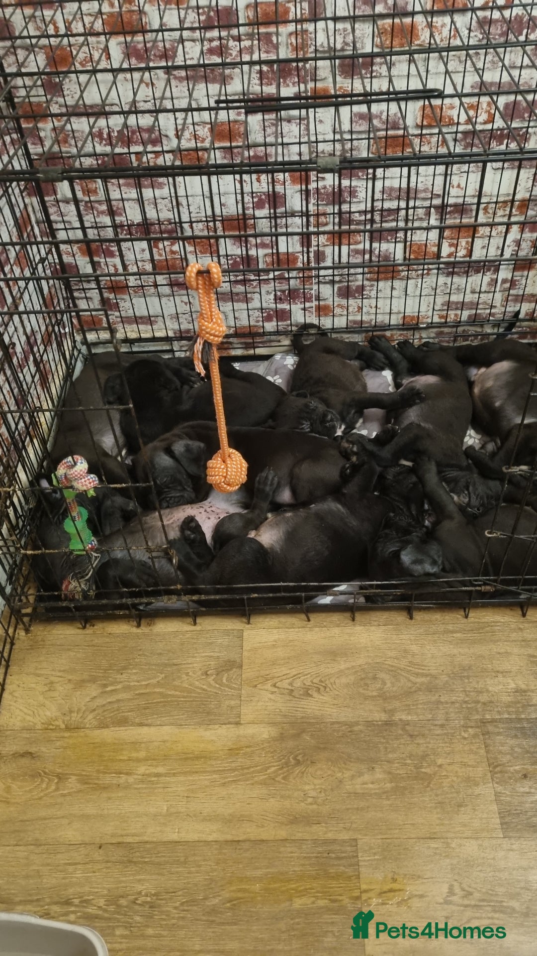 Cane Corso dogs for sale: Cane corso puppies for sale - Advert 4