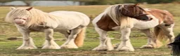 Irish Cob horses for sale: Beautiful cherry  - Advert 2