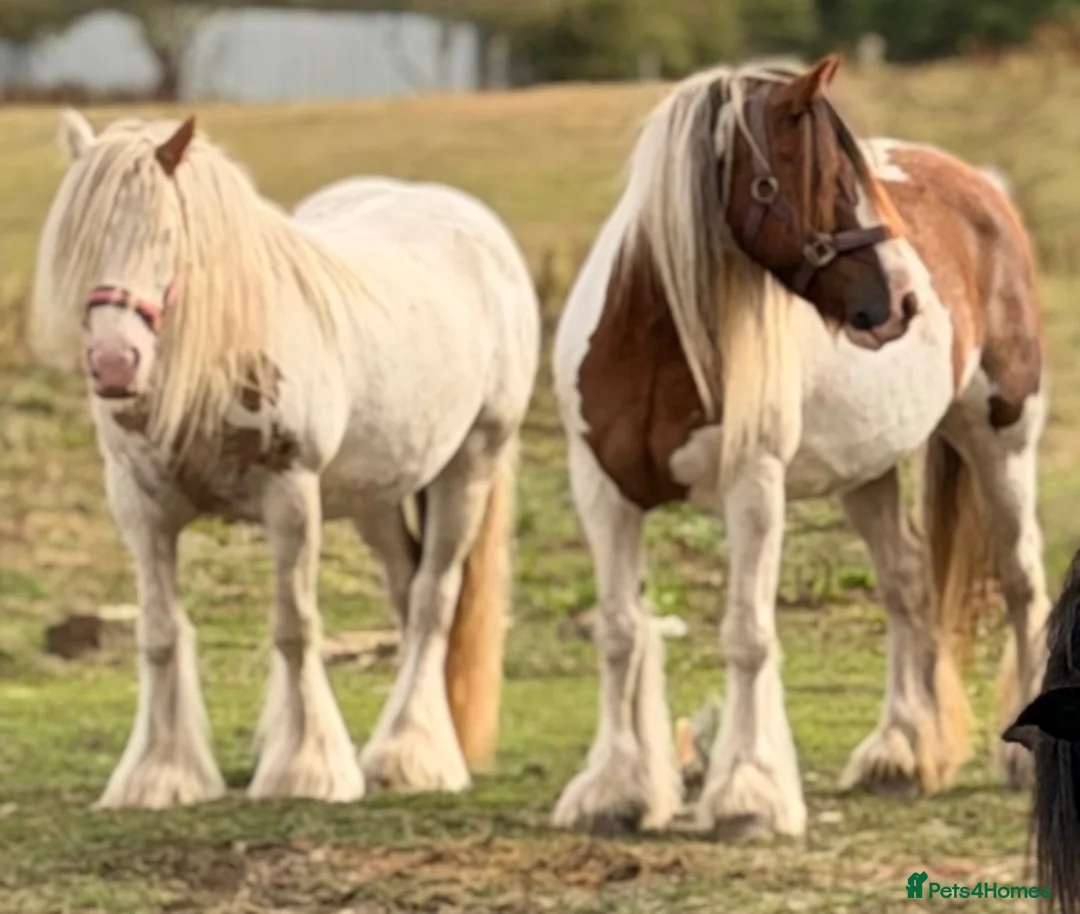 Irish Cob horses for sale: Beautiful cherry  - Advert 2
