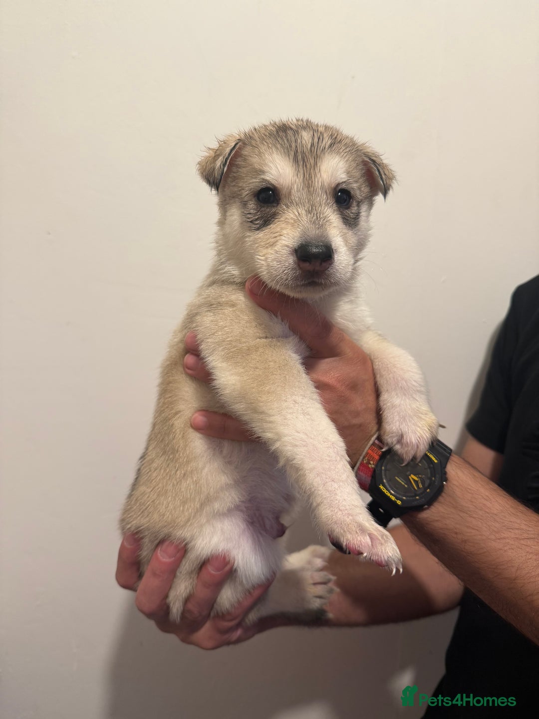 Siberian Husky dogs for sale: 6 hand reared husky babies  - Image 10