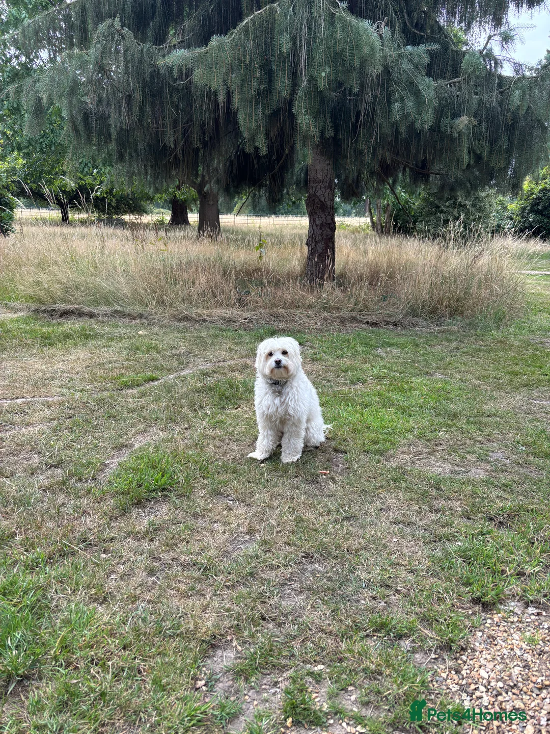 Mixed Breed dogs for sale: Zeus Exceptional Maltese x Whippet   - Advert 8