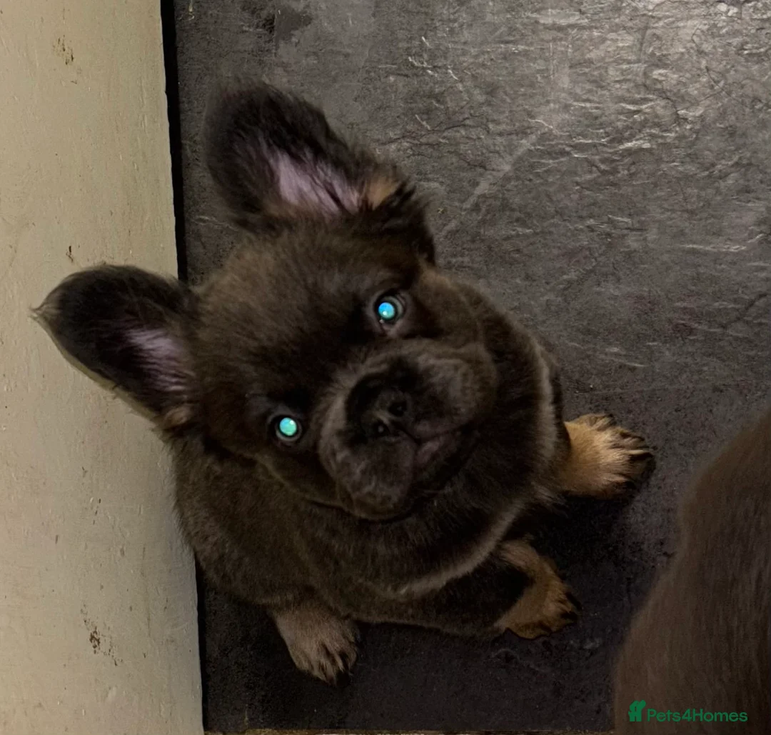 French Bulldog dogs for sale:  2 left 🇫🇷Fluffy french bulldog  - Advert 20