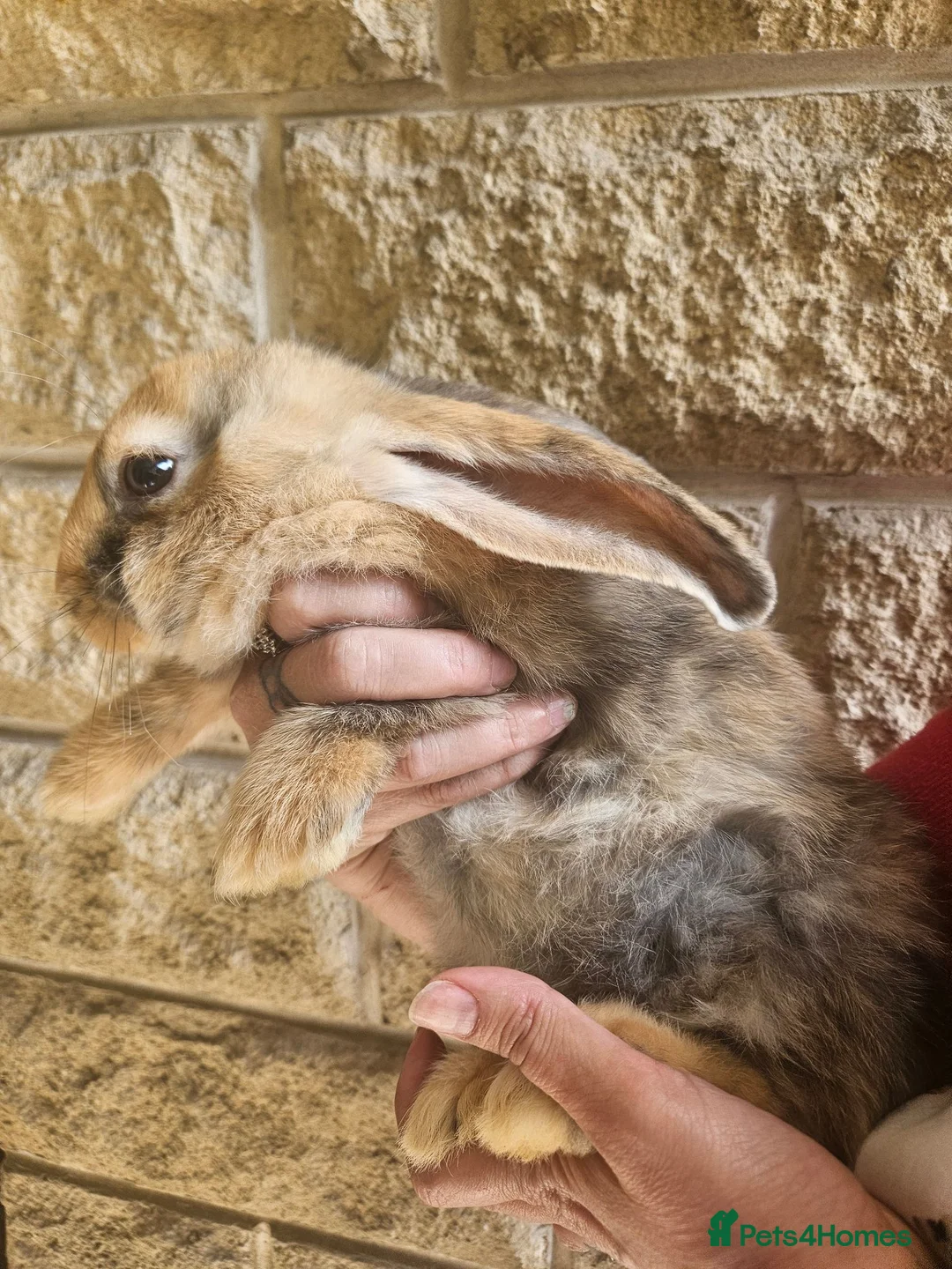 Continental Giant rabbits for sale: Continental giant blue Harliquin baby girl  - Advert 2