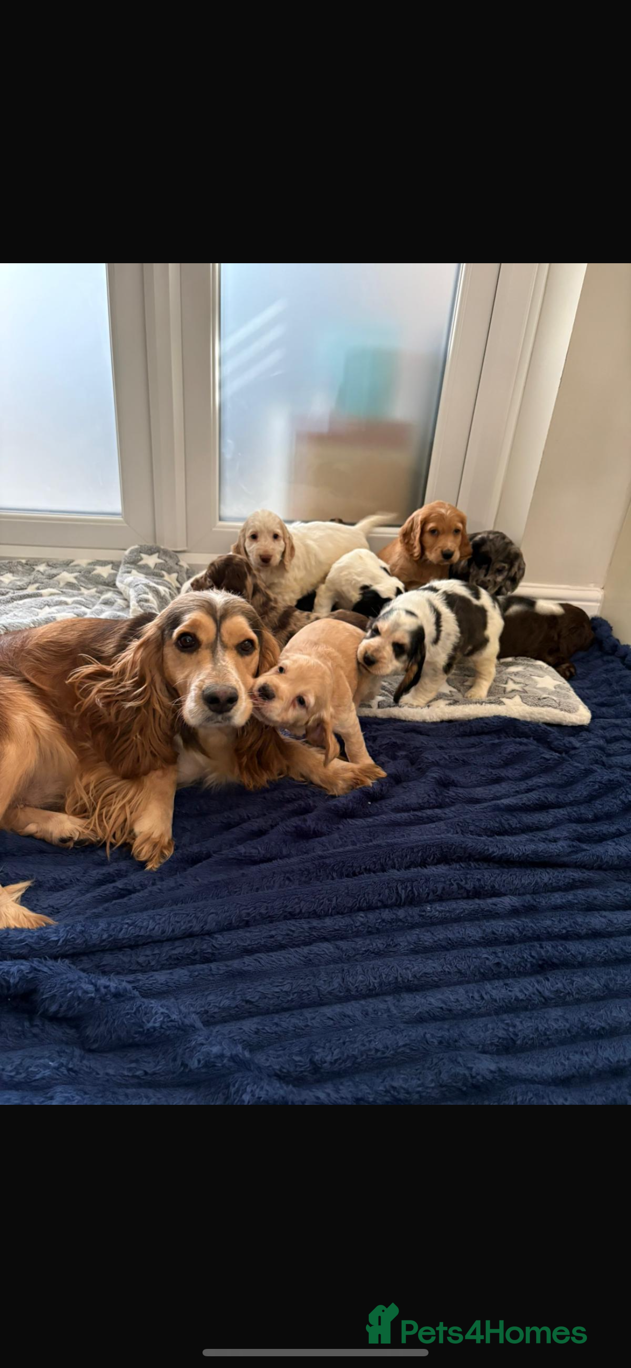 Cocker Spaniel dogs Kc reg parents Show type home bred family raised  - Advert 3