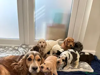 Cocker Spaniel dogs Kc reg parents Show type home bred family raised - Advert 3