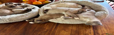 Tonkinese 6
