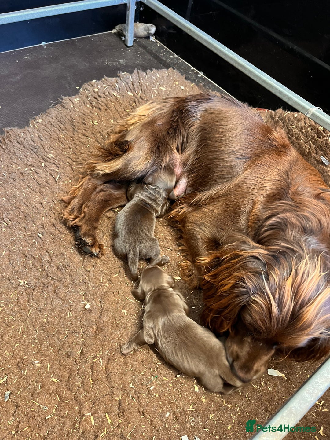 Cocker Spaniel dogs for sale: Gorgeous KC Cocker Boy - Image 6