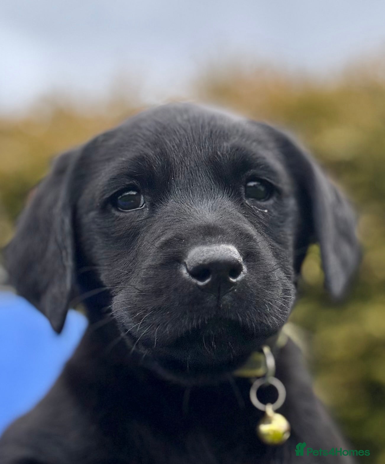 Labrador Retriever dogs for sale: Super RKC black lab girls!  - Advert 11