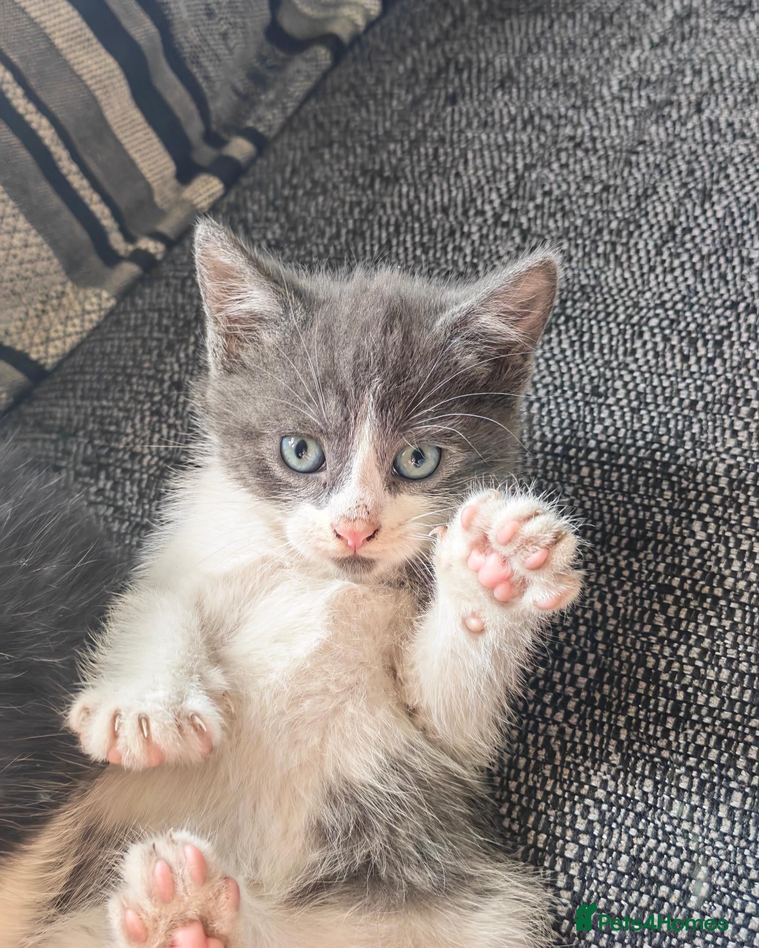 Mixed Breed cats Adorable Kittens  - Advert 2
