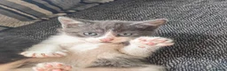 Mixed Breed cats for sale: Adorable Kittens  - Advert 1