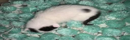 Mixed Breed cats for sale: Kittens  - Advert 11