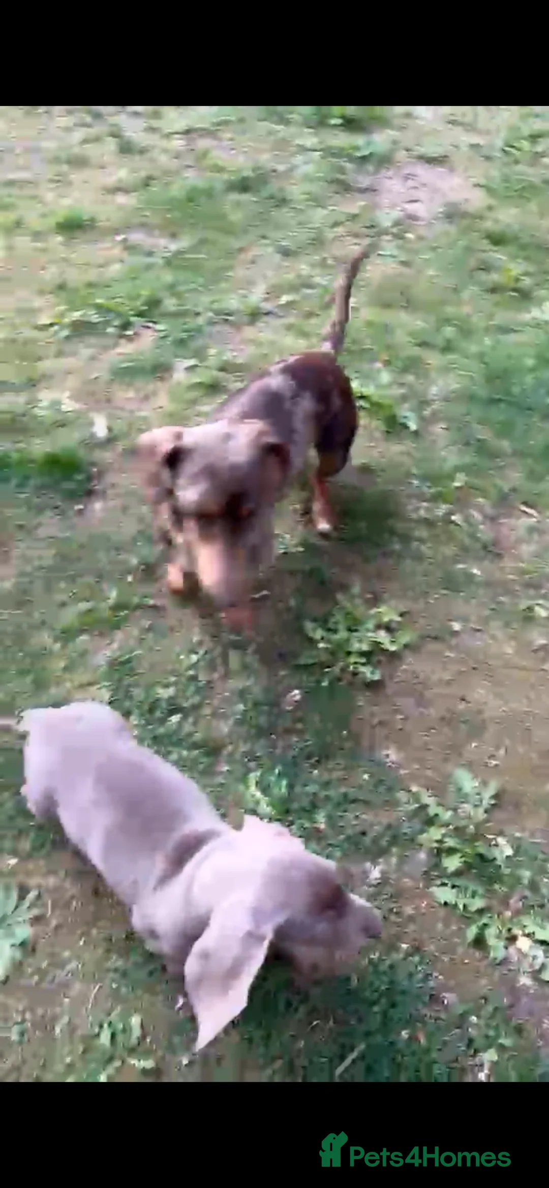 Dachshund dogs for sale: Dachshund (Boy) in High Wycombe - Advert 2