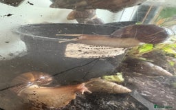 Snails invertebrates for sale: Giant African land snails - Image 2