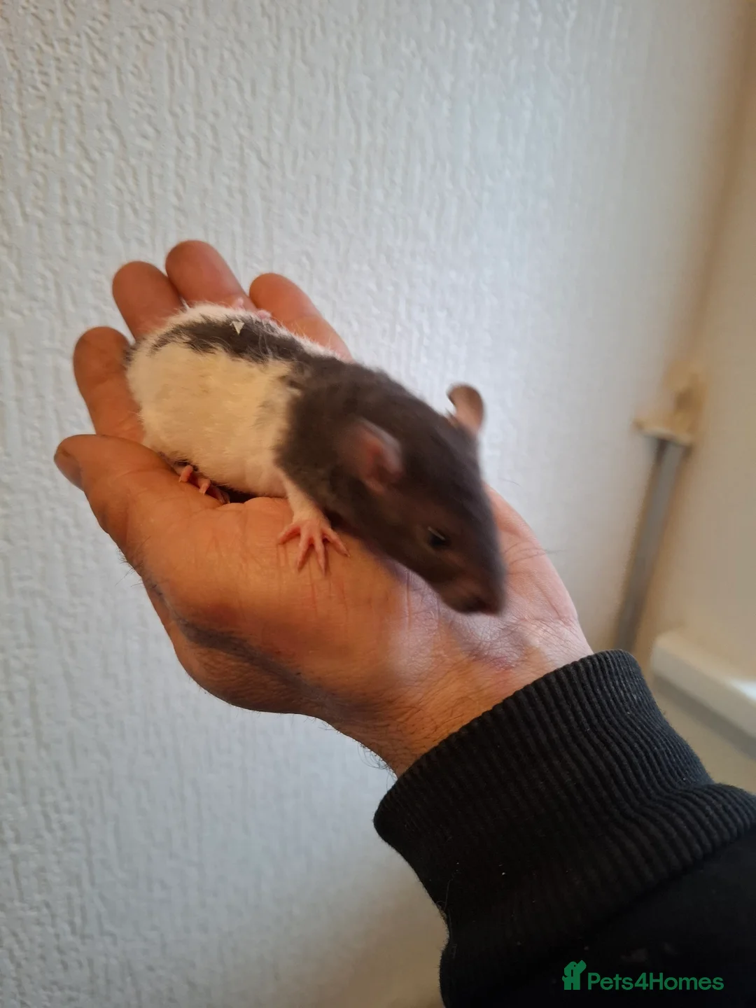 Rat rodents for sale: BABY RATS READY NOW - Advert 6
