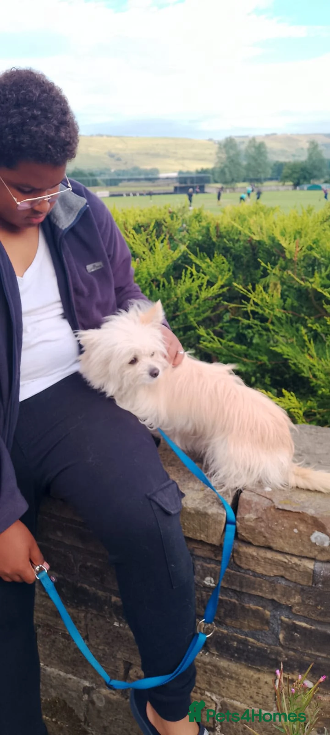 Yorkshire Terrier dogs for sale: 9 month old Yorkshire terrier for sale v - Advert 3
