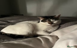 Mixed Breed cats for sale: My Myla - Image 7