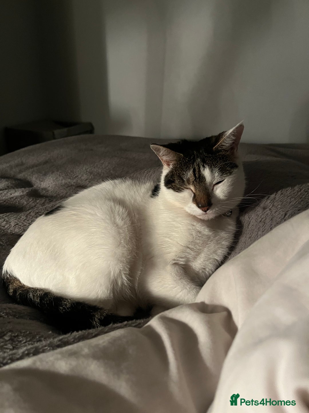 Mixed Breed cats for sale: My Myla - Image 7