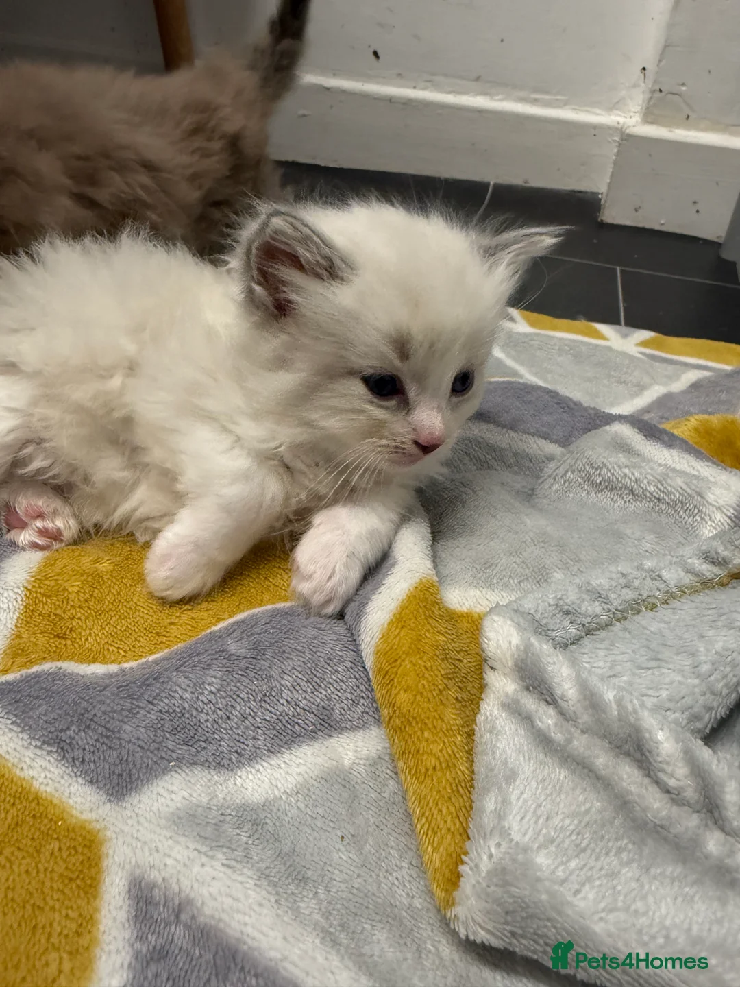 Ragdoll cats for sale: 4 Male Ragdoll Kittens  - Advert 17