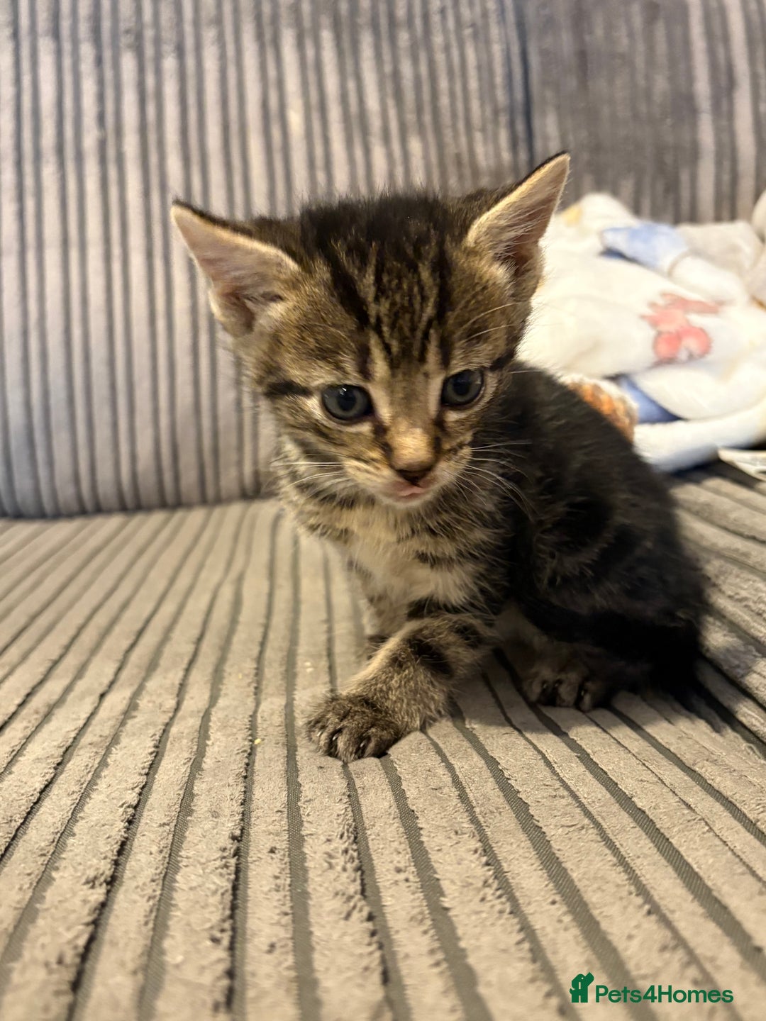 Domestic Shorthair cats for sale: 4 gorgeous Tabby kittens ready 26-1-26 - Advert 26