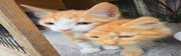 Persian cats for sale: Lovely half persian kitten - Advert 29