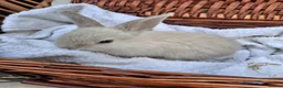Mini Lop rabbits for sale: 6x Pure breed mini lop baby rabbits - Advert 27