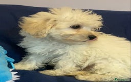Mixed Breed dogs for sale: Beautiful Shihpoo cross maltese puppies - Image 10