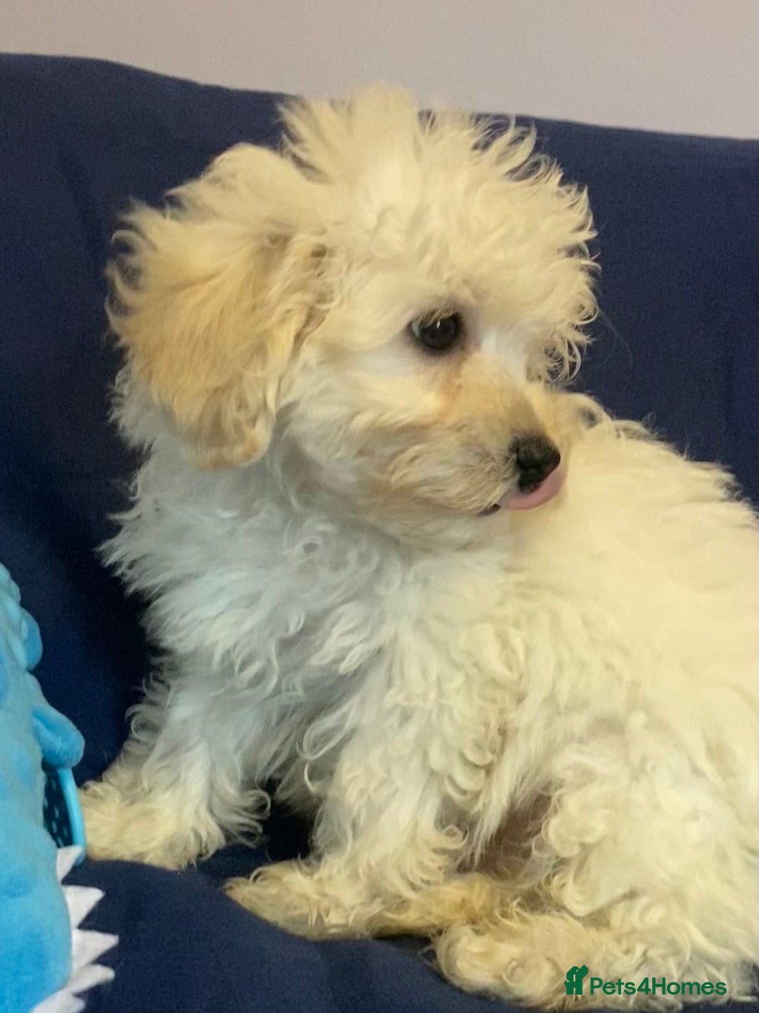 Mixed Breed dogs for sale: Beautiful Shihpoo cross maltese puppies - Image 10