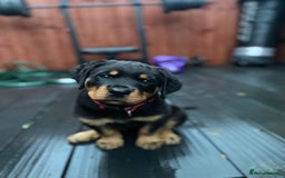 Rottweiler dogs for sale: Abi 11 week old Rottweiler  - Image 3