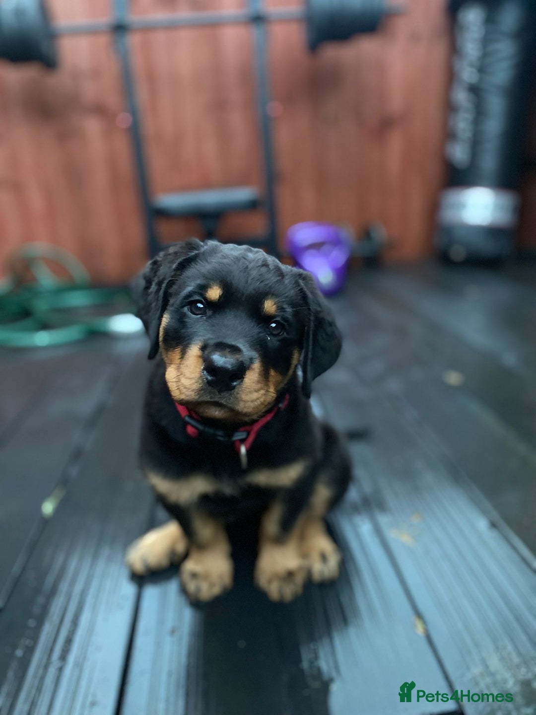 Rottweiler dogs for sale: Abi 11 week old Rottweiler  - Image 3