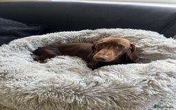 Miniature Dachshund dogs for sale: Rehome miniature dachshund  - Image 2