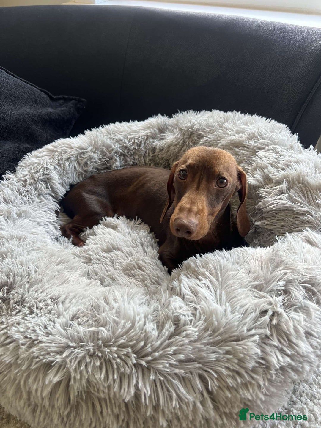 Miniature Dachshund dogs for sale: Rehome miniature dachshund  - Image 2
