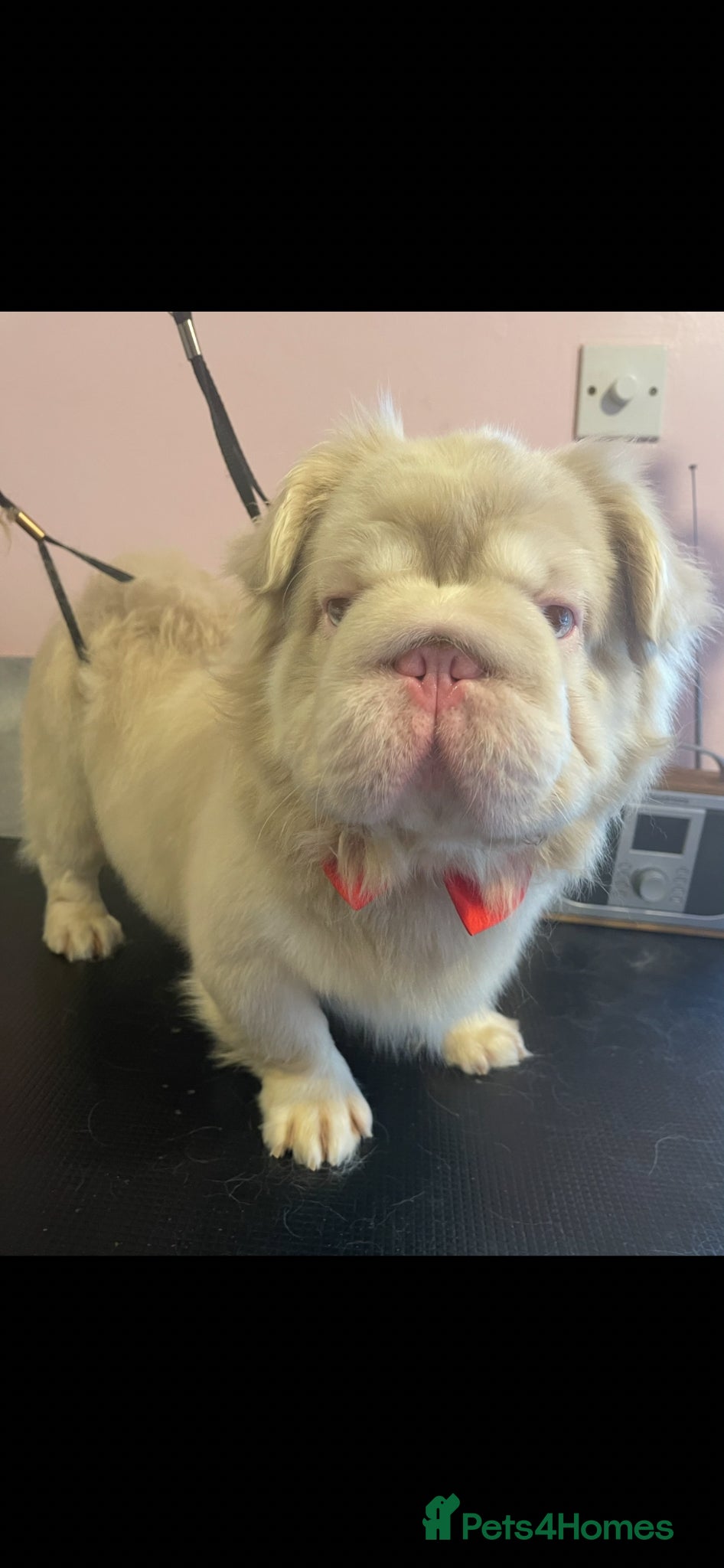 French Bulldog dogs Beautiful KC French Bulldog for Stud  - Advert 14