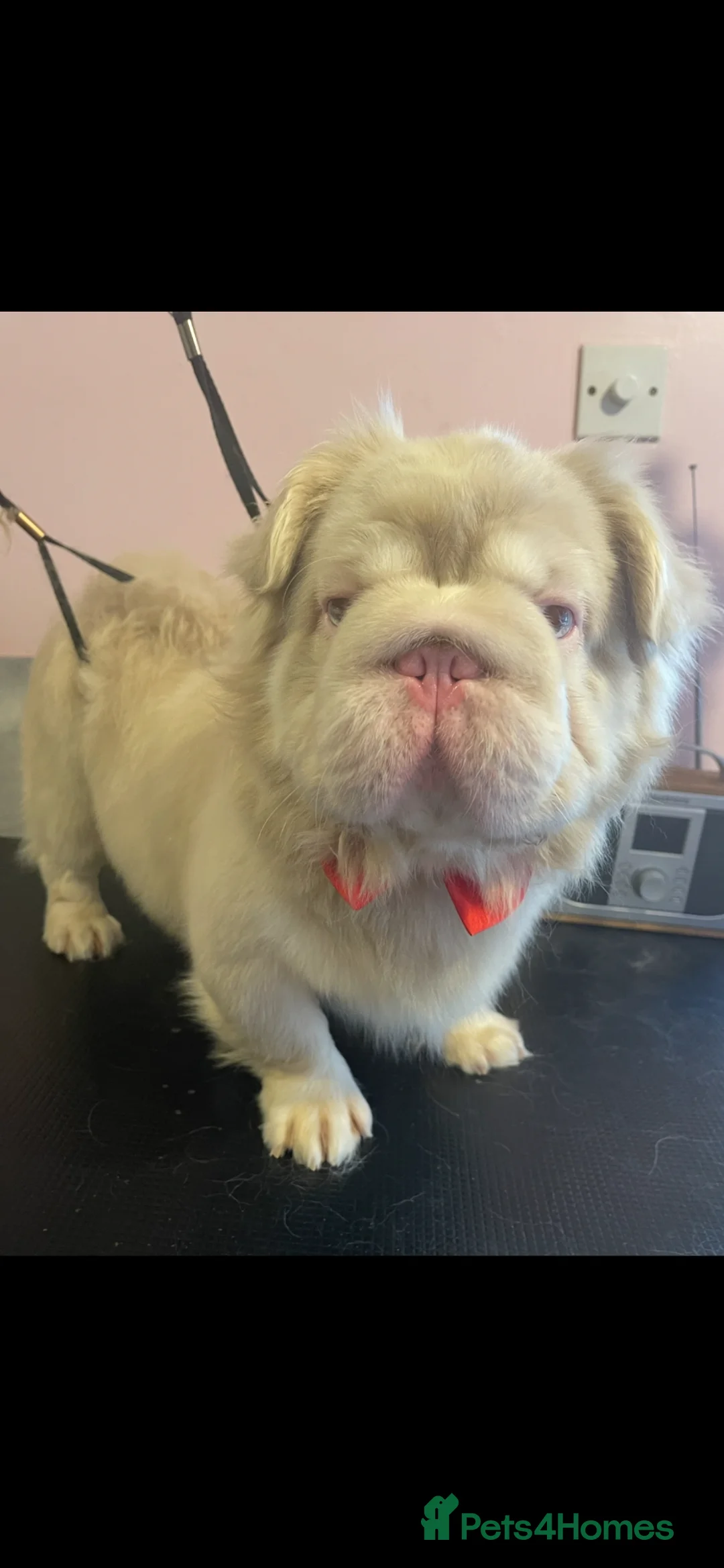 French Bulldog dogs for stud: Beautiful KC French Bulldog for Stud  - Advert 1