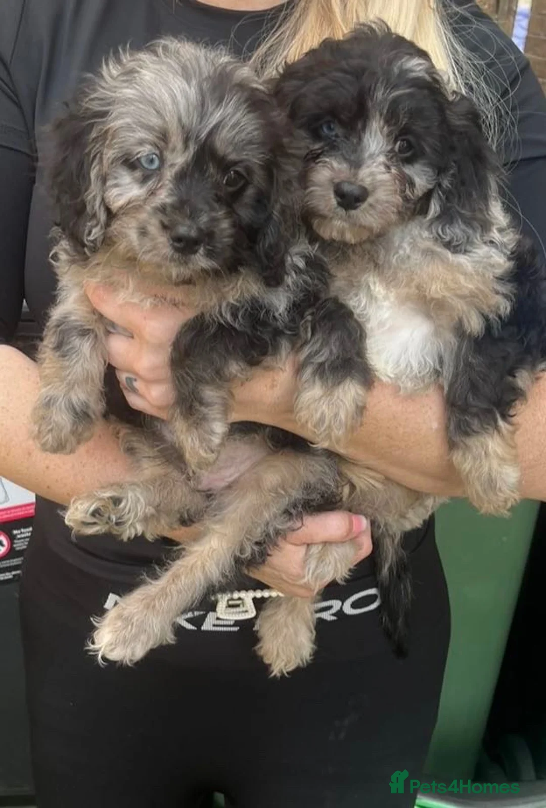 Cavapoo dogs for sale: Cavapoo girls and boys  - Advert 2