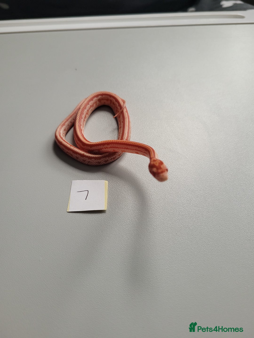 Corn Snake reptiles for sale: 6 week old baby corn snakes - Image 19