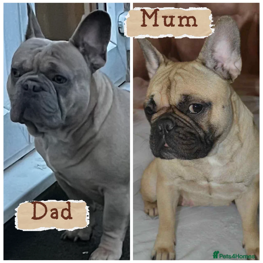 French Bulldog dogs for sale: Stunning fawn chunky frenchie  - Advert 2